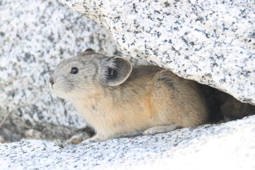 The American Pika